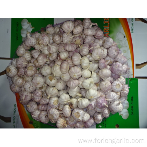 Normal White Garlic In Carton New Crop